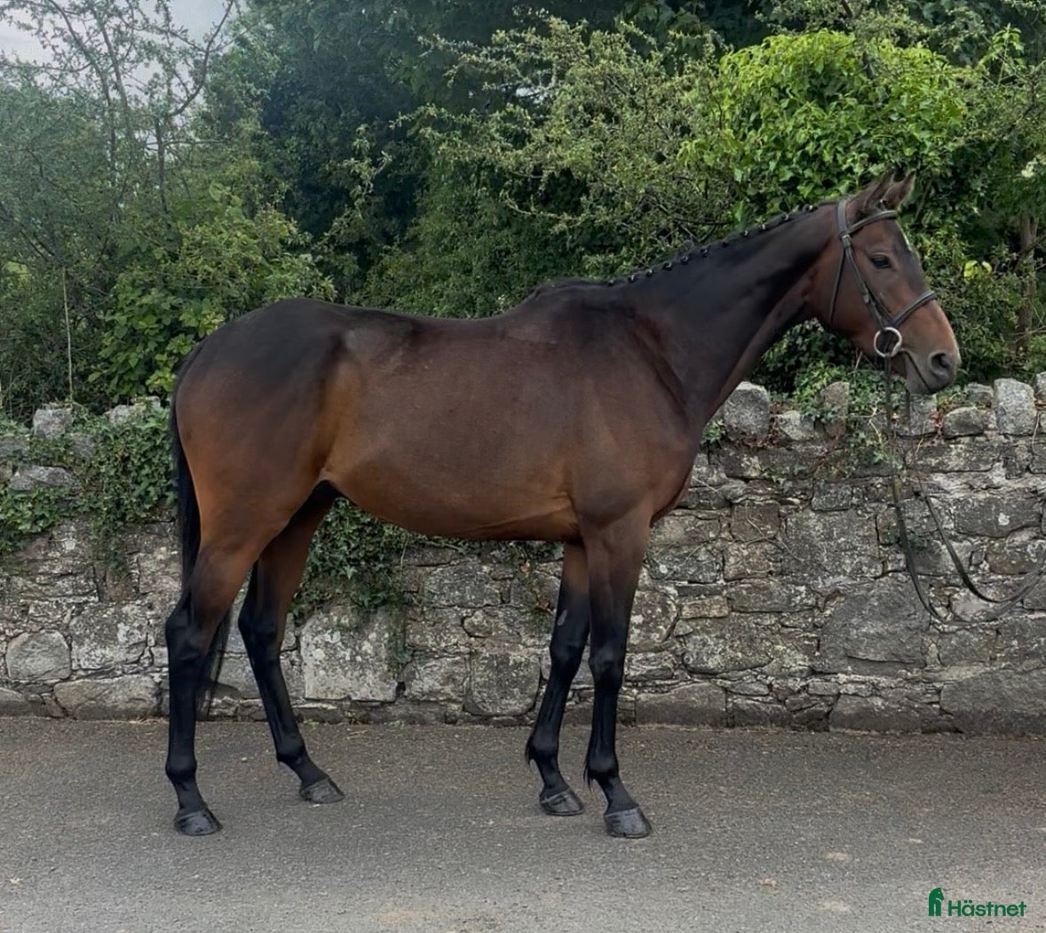  hästar Beautiful Irish Thoroughbred - Annons 2