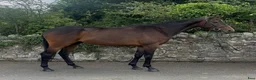 Allround hästar till salu: Beautiful Irish Thoroughbred - Annons 2