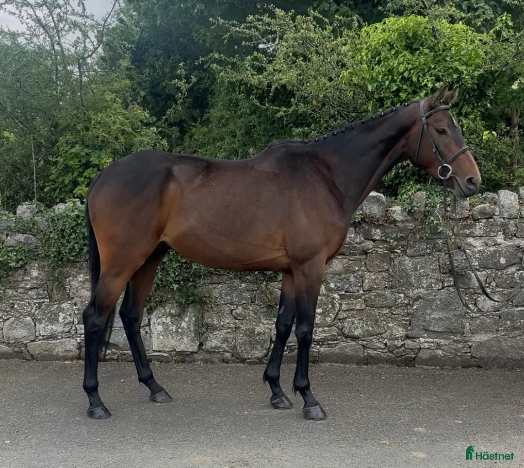 Allround hästar till salu: Beautiful Irish Thoroughbred - Annons 2