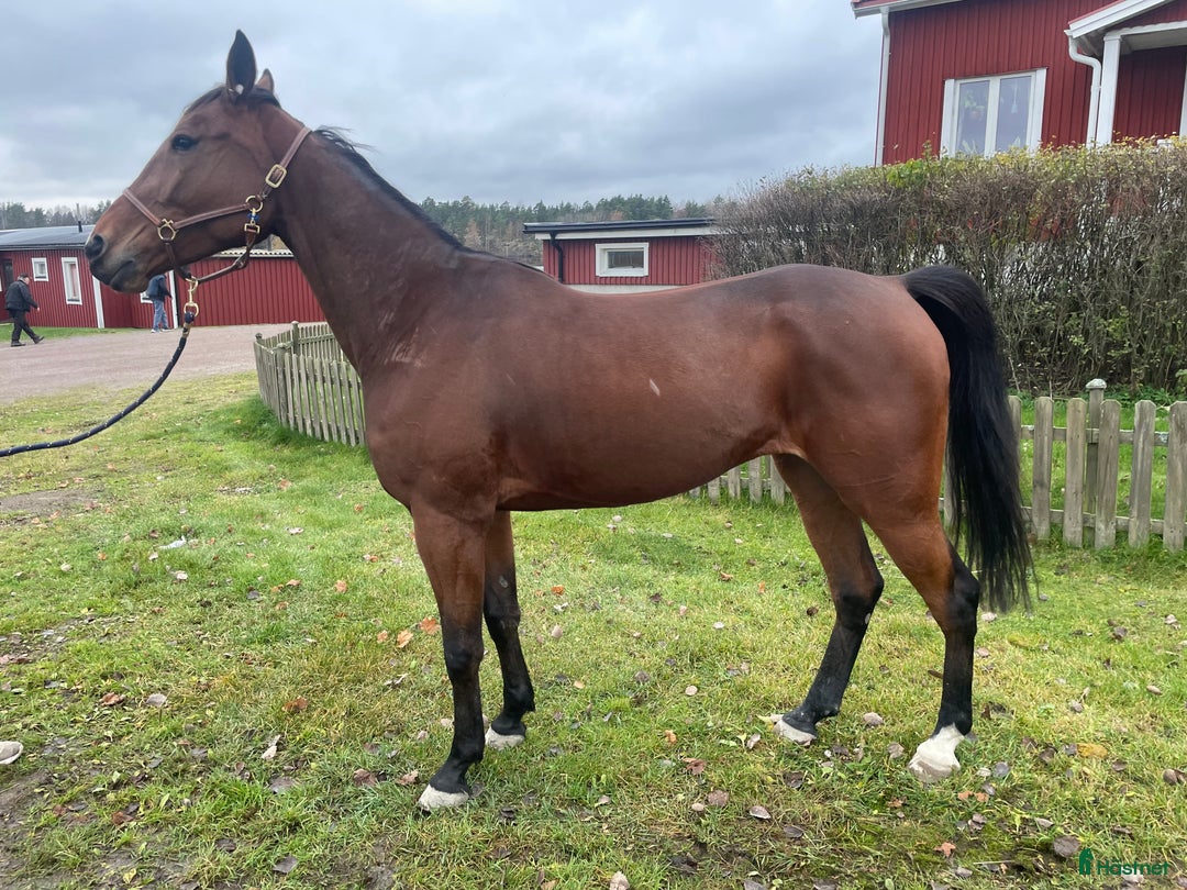 Trav hästar till salu: Starthäst  i Åmål - Annons 2