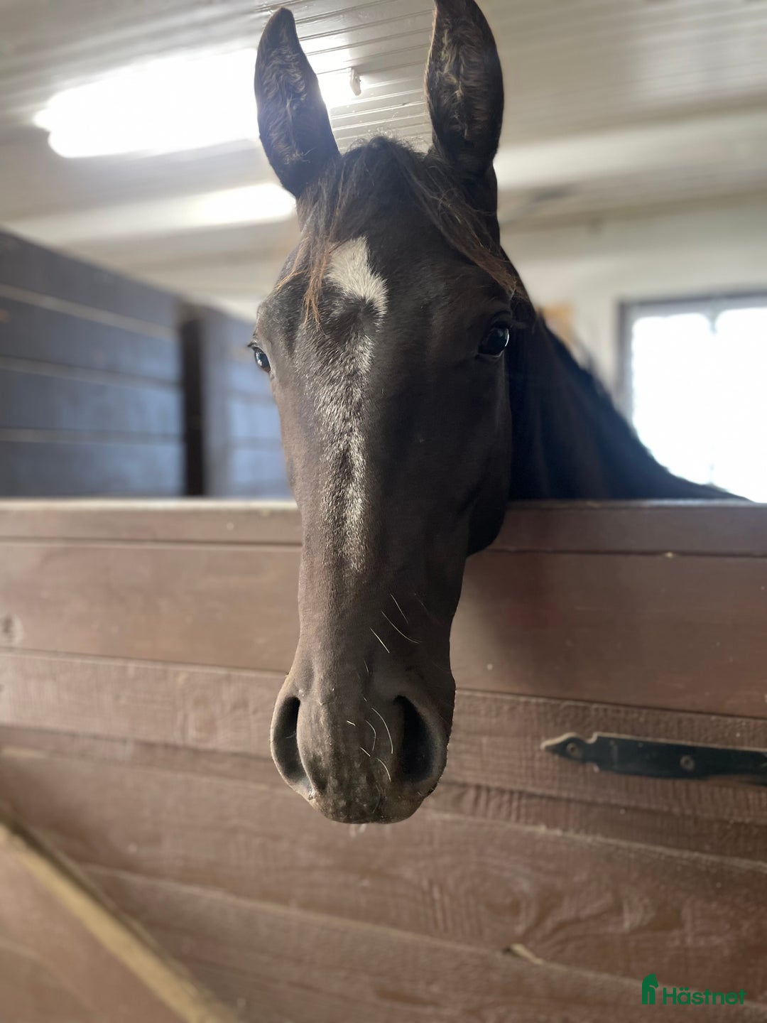 Western hästar till salu: Framtida Reining/cowhorse 💫  i Hjo - Annons 1