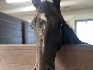 hästar Framtida Reining/cowhorse 💫 i Hjo - Annons 21