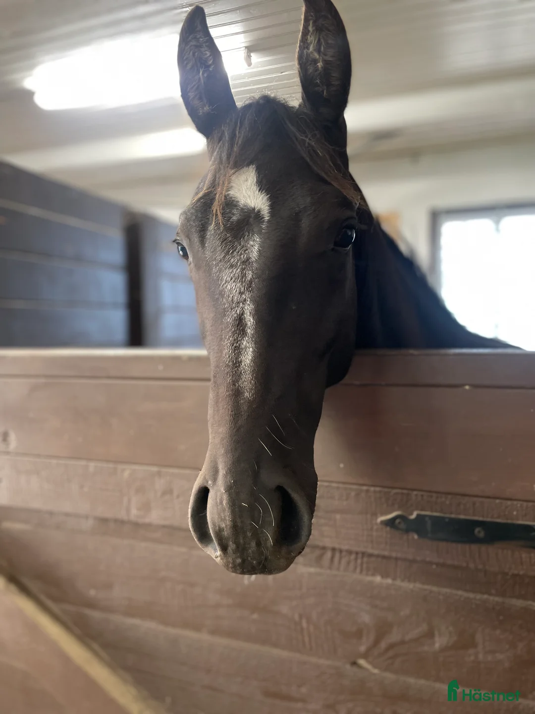 Western hästar till salu: Framtida Reining/cowhorse 💫 ev. Byte - Annons 1