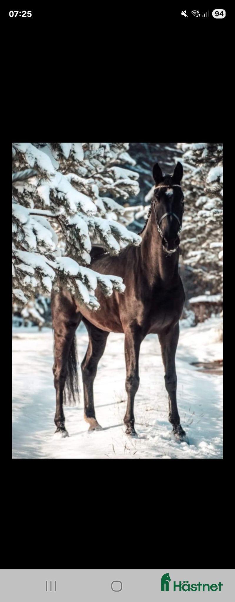  hästar Projekthäst säljes  - Annons 4