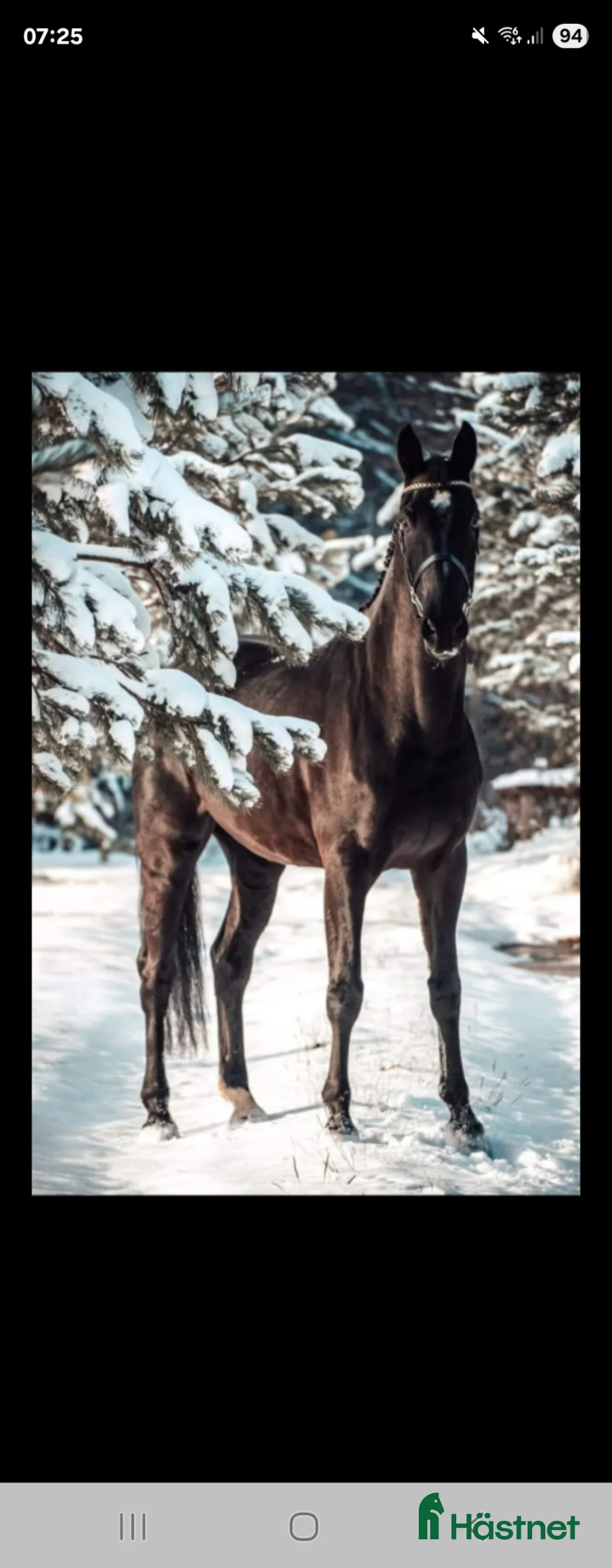 Allround hästar till salu: Projekthäst säljes  i Ramsele - Annons 1