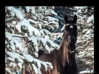 hästar Projekthäst säljes - Annons 1