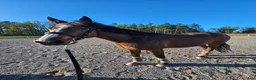 Avelshästar hästar till salu: Avelssto - Annons 1