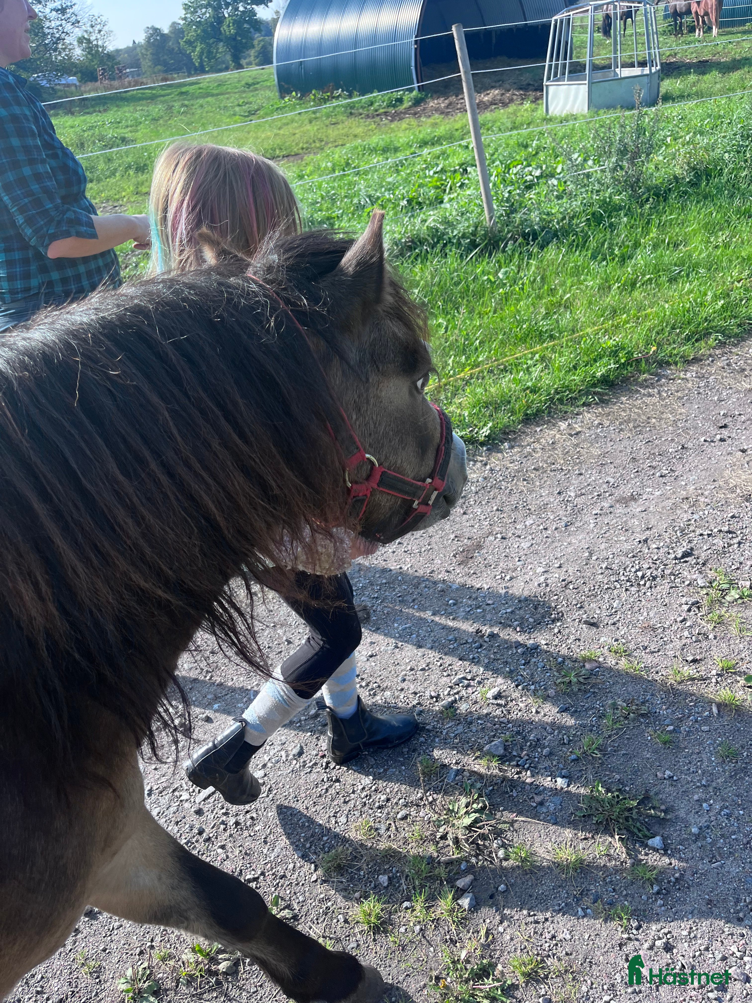  medryttarhäst finnes: Betalande medryttare sökes i Kågeröd - Annons 16