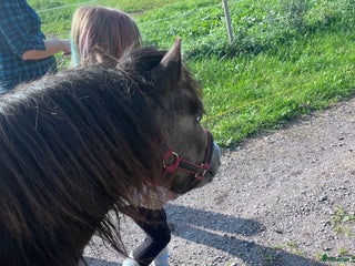 medryttarhäst finnes: Betalande medryttare sökes i Kågeröd - Annons 14