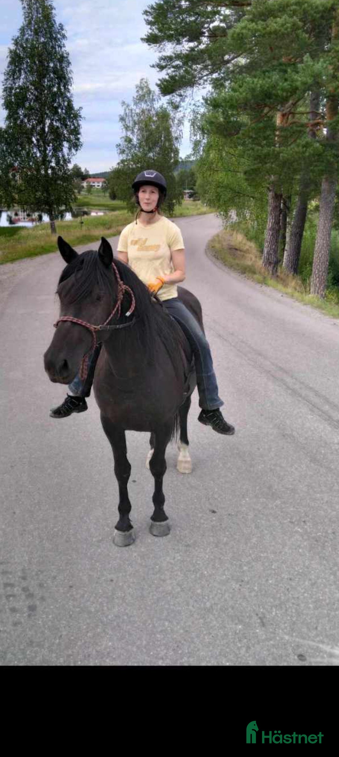 Allround hästar till salu: Snyggt sto söker bästa kompis i Falun - Annons 2