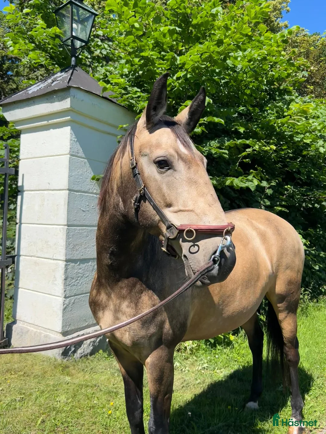 Allround hästar till salu: Lusitano sto med stor potential - Annons 1