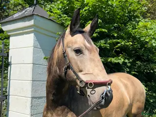 hästar Lusitano sto med stor potential - Annons 13