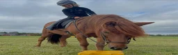 Island hästar till salu: Roði frá Stokkseyri - Annons 1