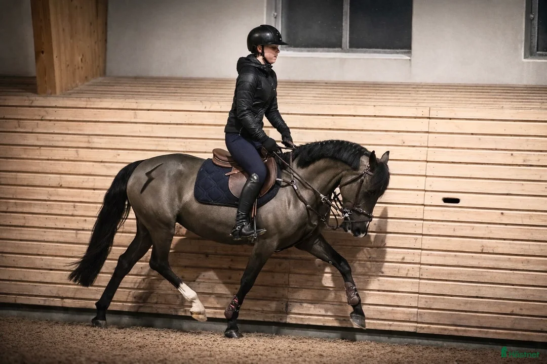 Allround hästar till salu: Allround ponny - Annons 1