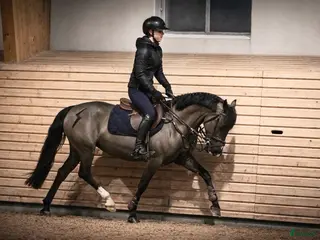 hästar Allround ponny - Annons 4