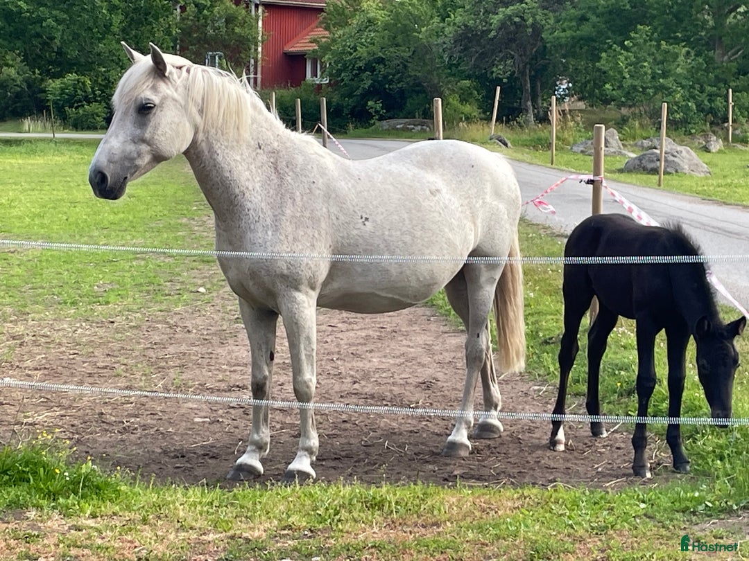 Allround hästar till salu: Hingstföl med utstrålning och potential  i Emmaboda - Bild 6