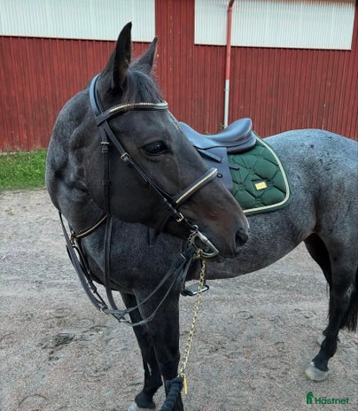 foderhäst i Trollhättan - Annons 17
