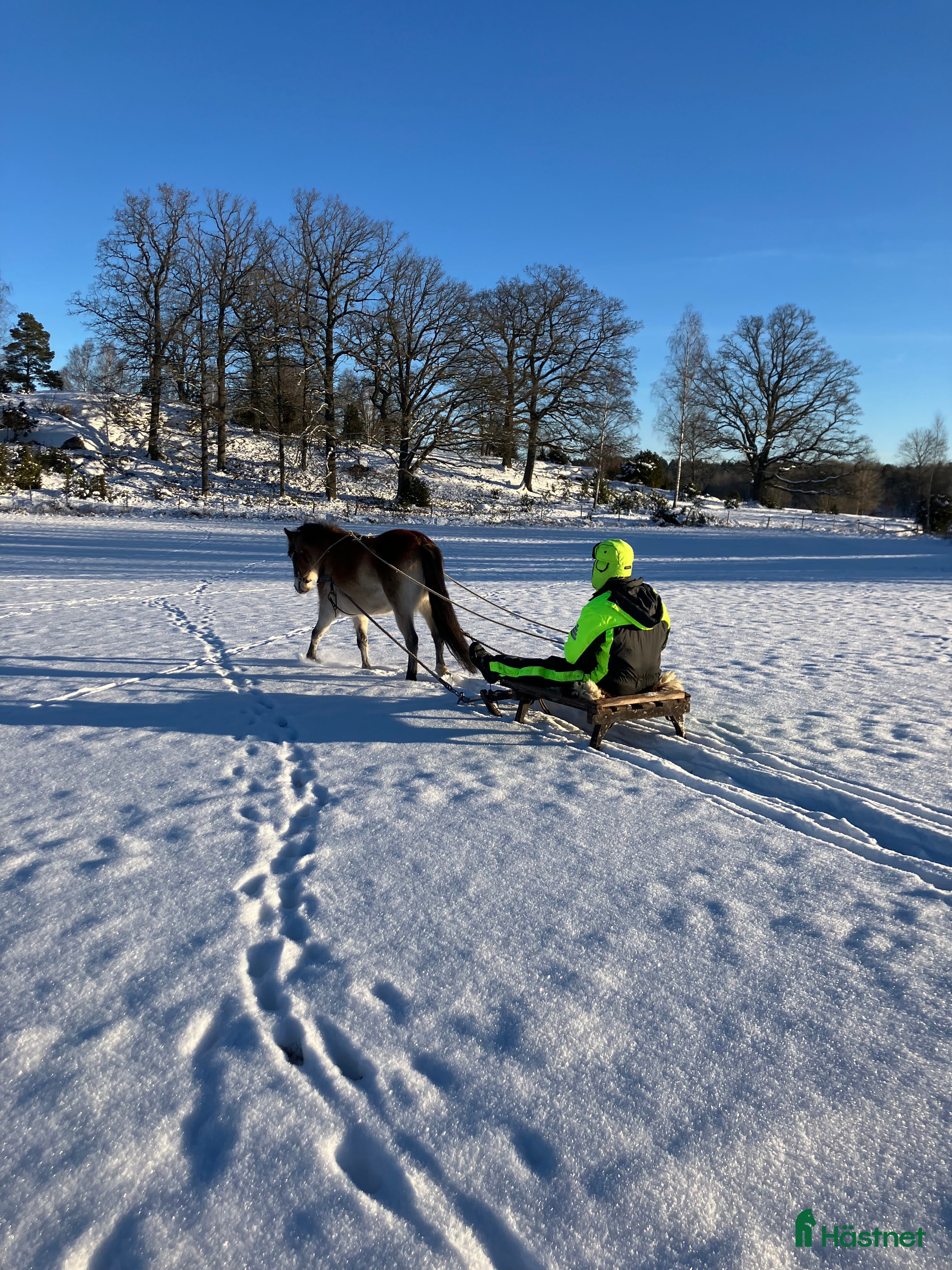 hästar En stjärna är till salu  i Nykil - Annons 6