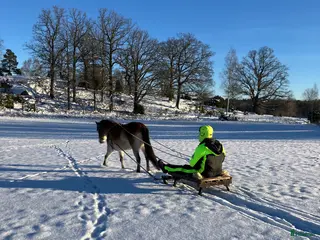 hästar En stjärna är till salu i Nykil - Annons 6