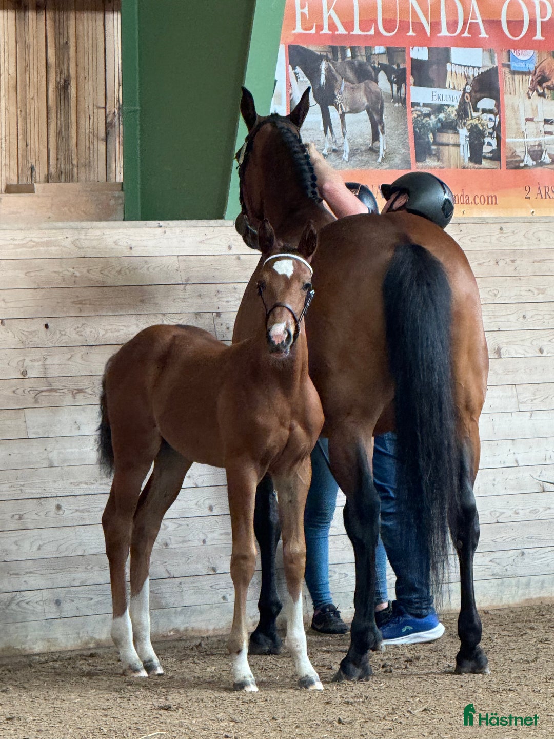 Avelshästar hästar till salu: Paketpris  i Vedevåg - Annons 4
