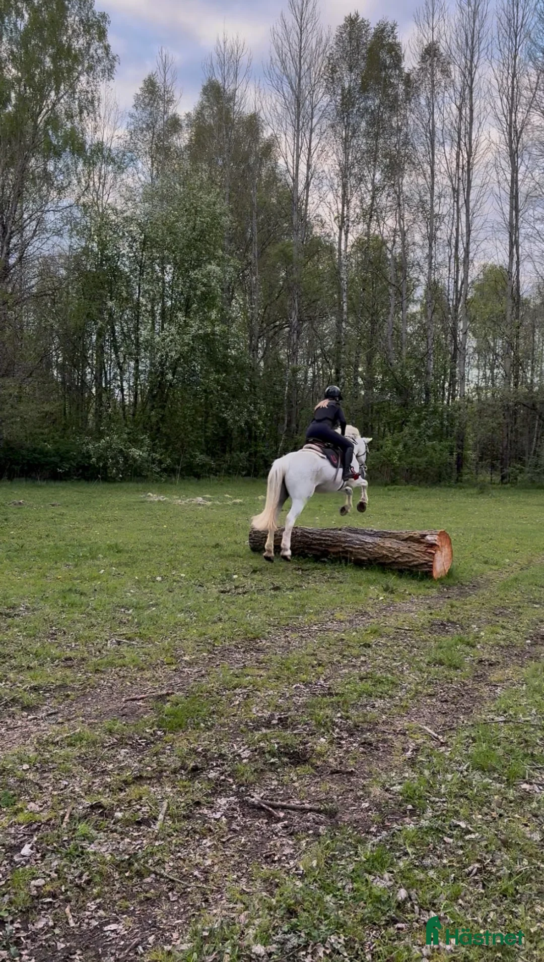  medryttarhäst finnes: Medryttarhäst/ponny sökes i Borås - Annons 3