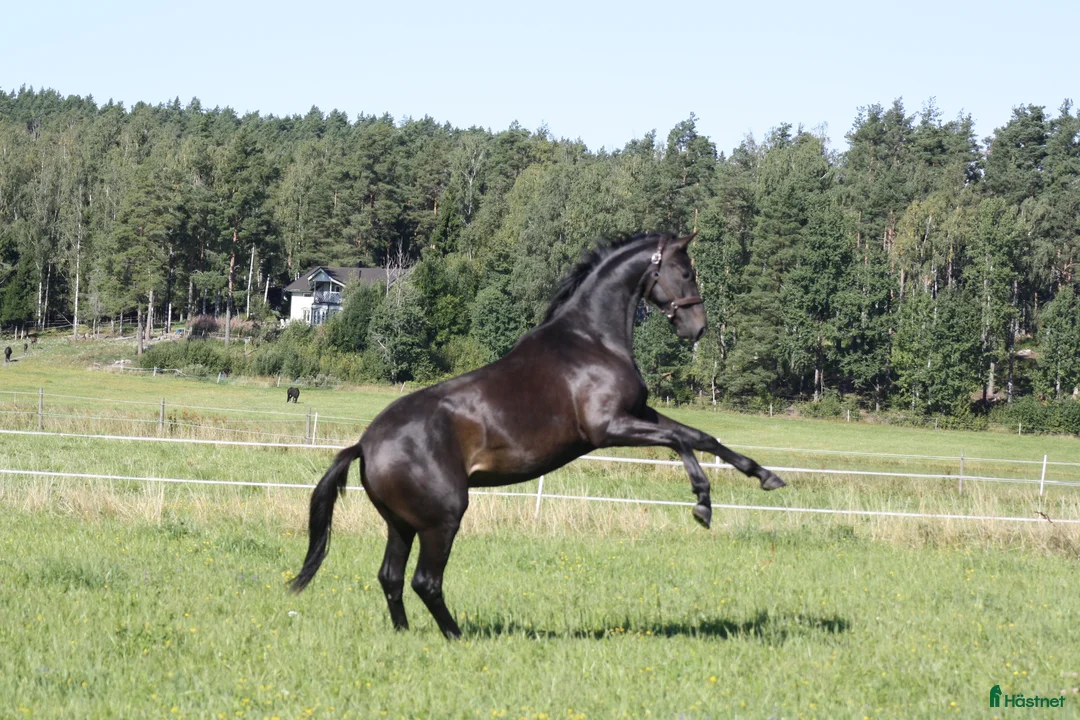 Dressyr hästar till salu: Talang redo att sätta igång efter BH Hotline! - Annons 5