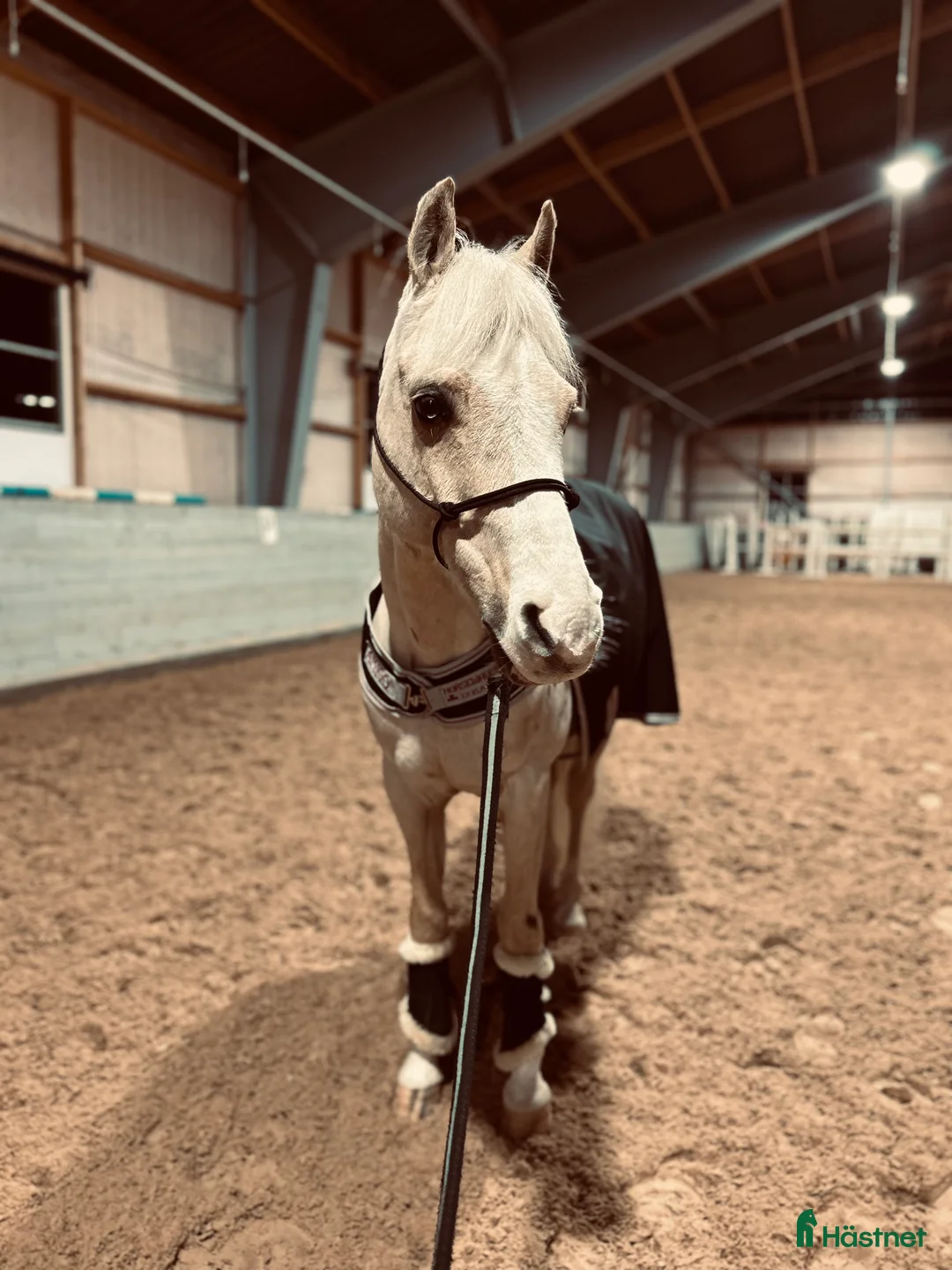 Allround hästar till salu: Fantastisk c-ponny söker sin bästa vän! - Annons 2