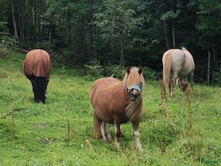medryttarhäst finnes: Shetlandsponny i Härryda - Annons 1