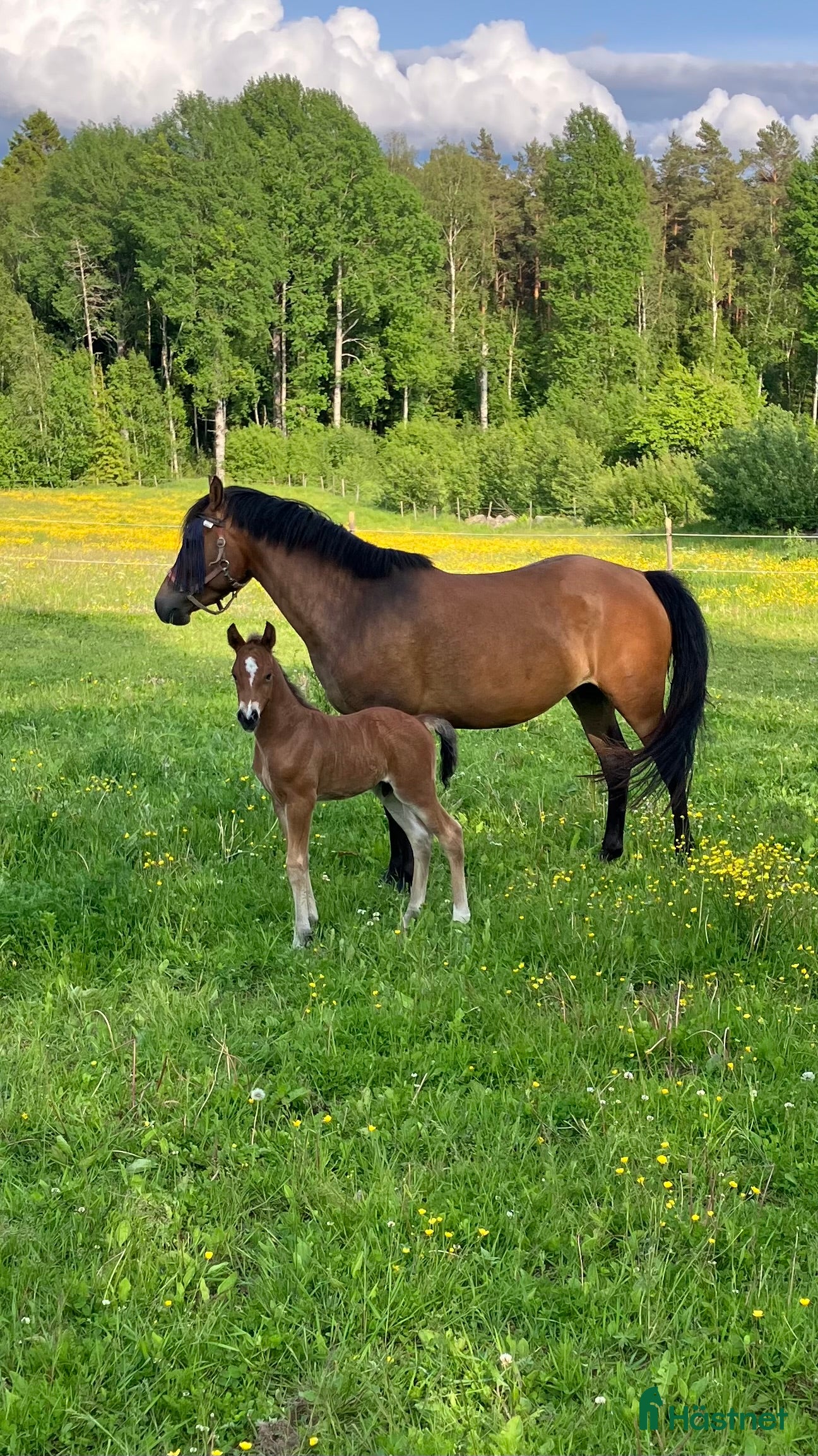  hästar Charmig blivande D-ponny i Kristinehamn - Annons 5