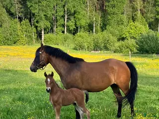 hästar Charmig blivande D-ponny i Kristinehamn - Annons 3