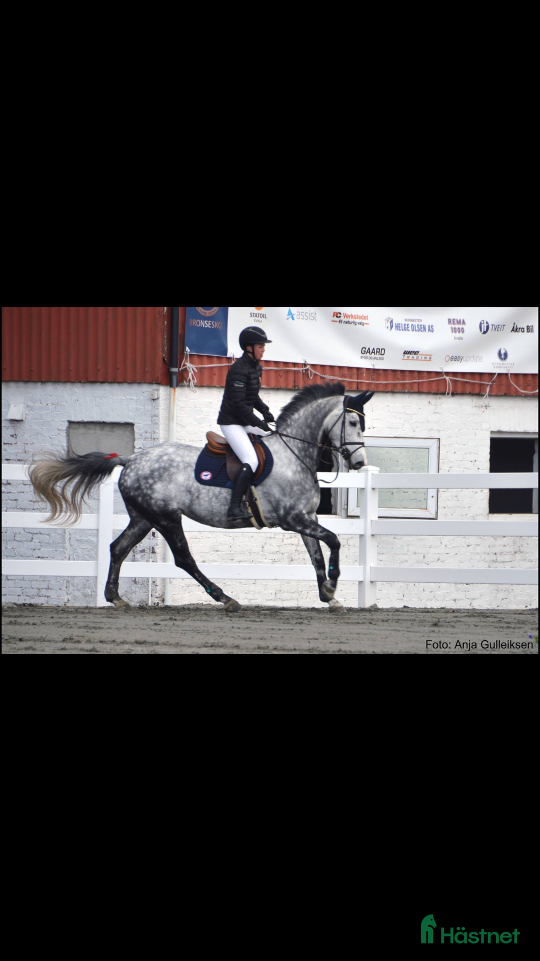 Avelshästar hästar till salu: Flott avlshoppe til salgs i Sola kommun - Annons 4