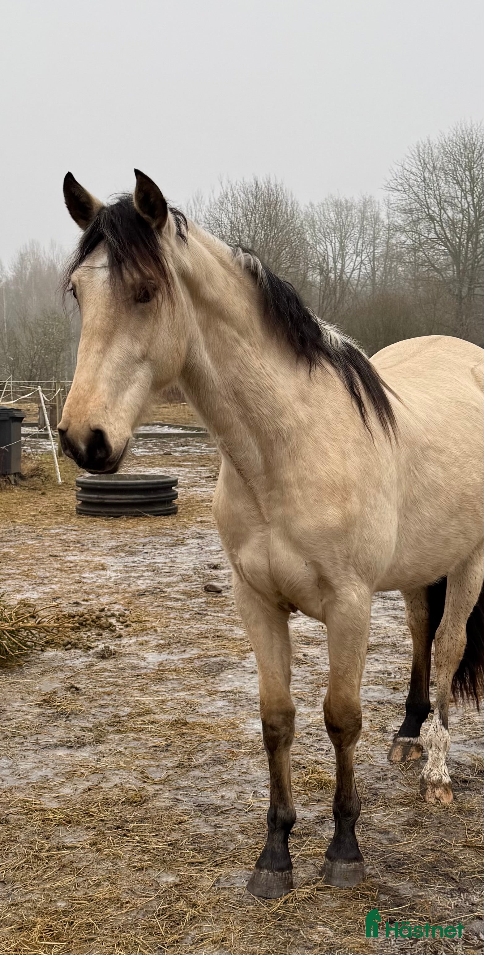  hästar PRE-valack 3 år i Asarum - Annons 1