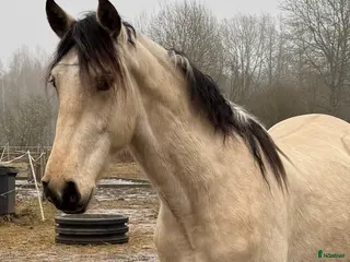 hästar PRE-valack 3 år i Asarum - Annons 1