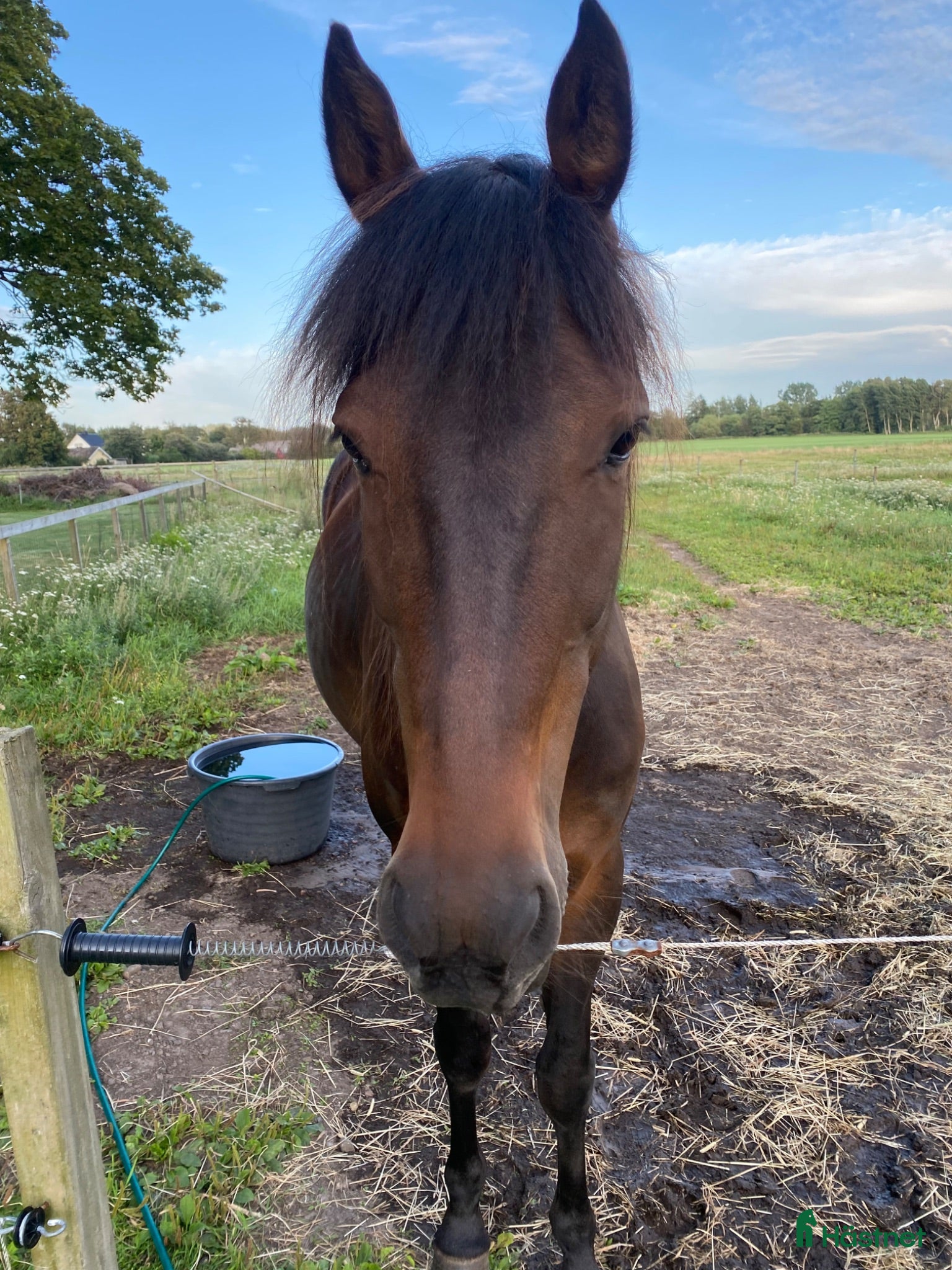  hästar Sötnöt med hjärta av guld⭐️🥹 - Annons 11