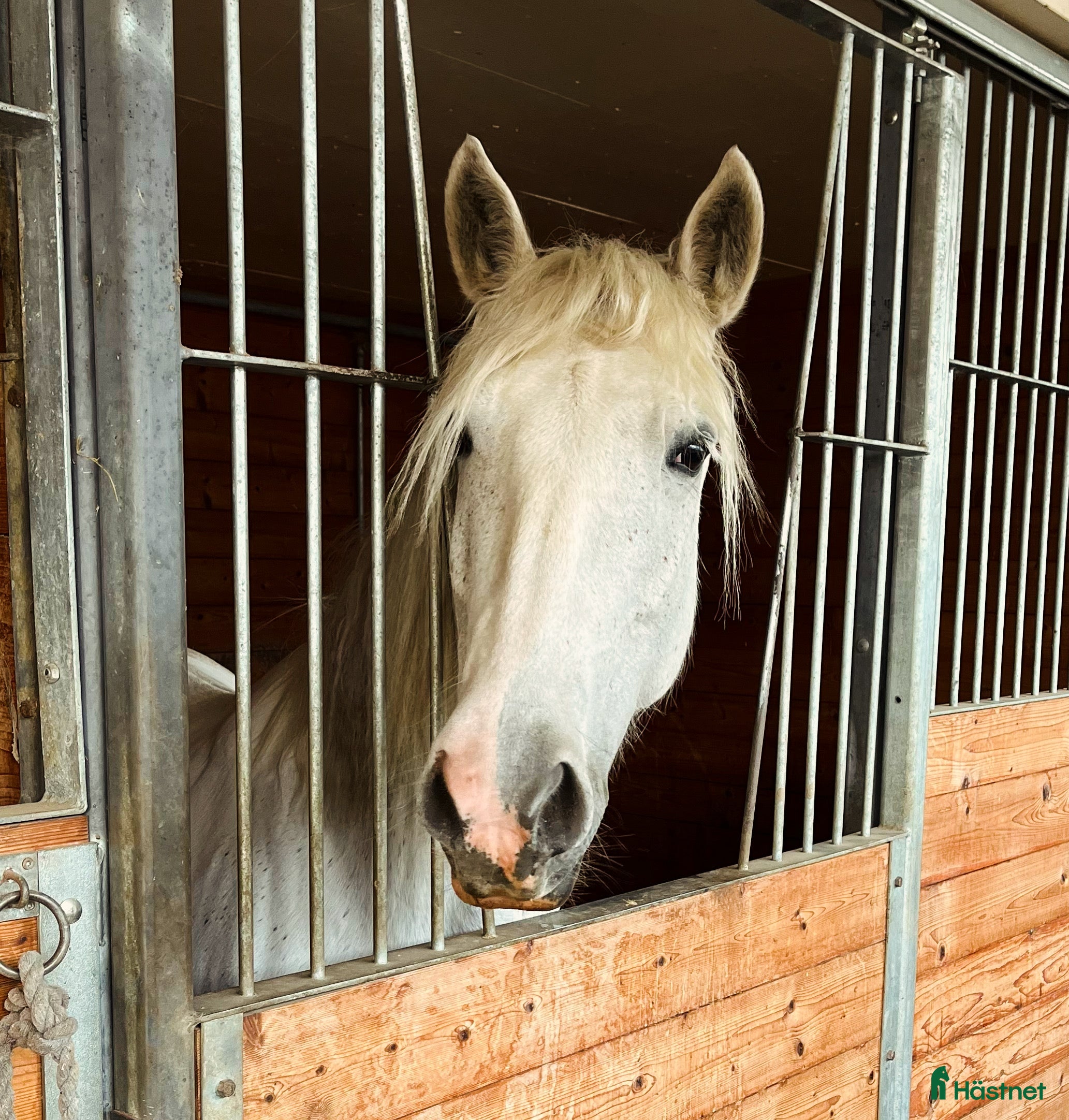  medryttarhäst finnes: Medryttarponny finns i Motala  i Motala - Annons 19