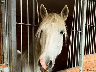 medryttarhäst finnes: Medryttarponny finns i Motala i Motala - Annons 15