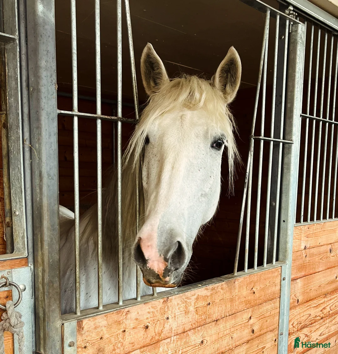  medryttarhäst finnes: Medryttarponny finns i Motala  i Motala - Annons 1