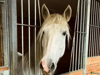 medryttarhäst finnes: Medryttarponny finns i Motala - Annons 1