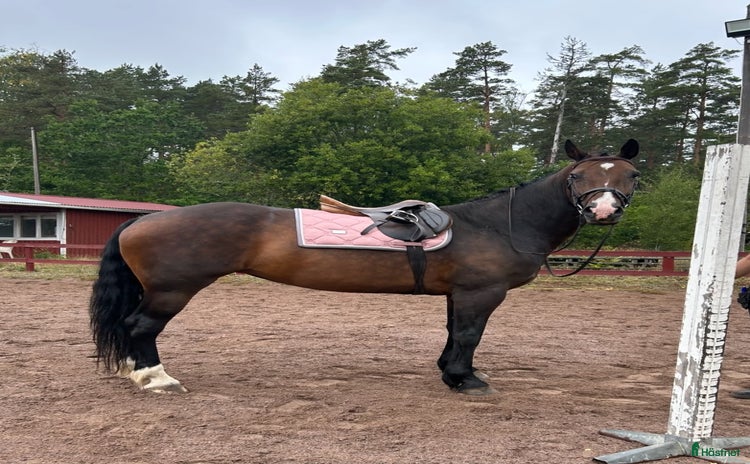  hästar Sötaste Rosie  i Ankarsrum - Annons 16