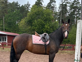 Allround hästar till salu: Sötaste Rosie i Ankarsrum - Annons 1