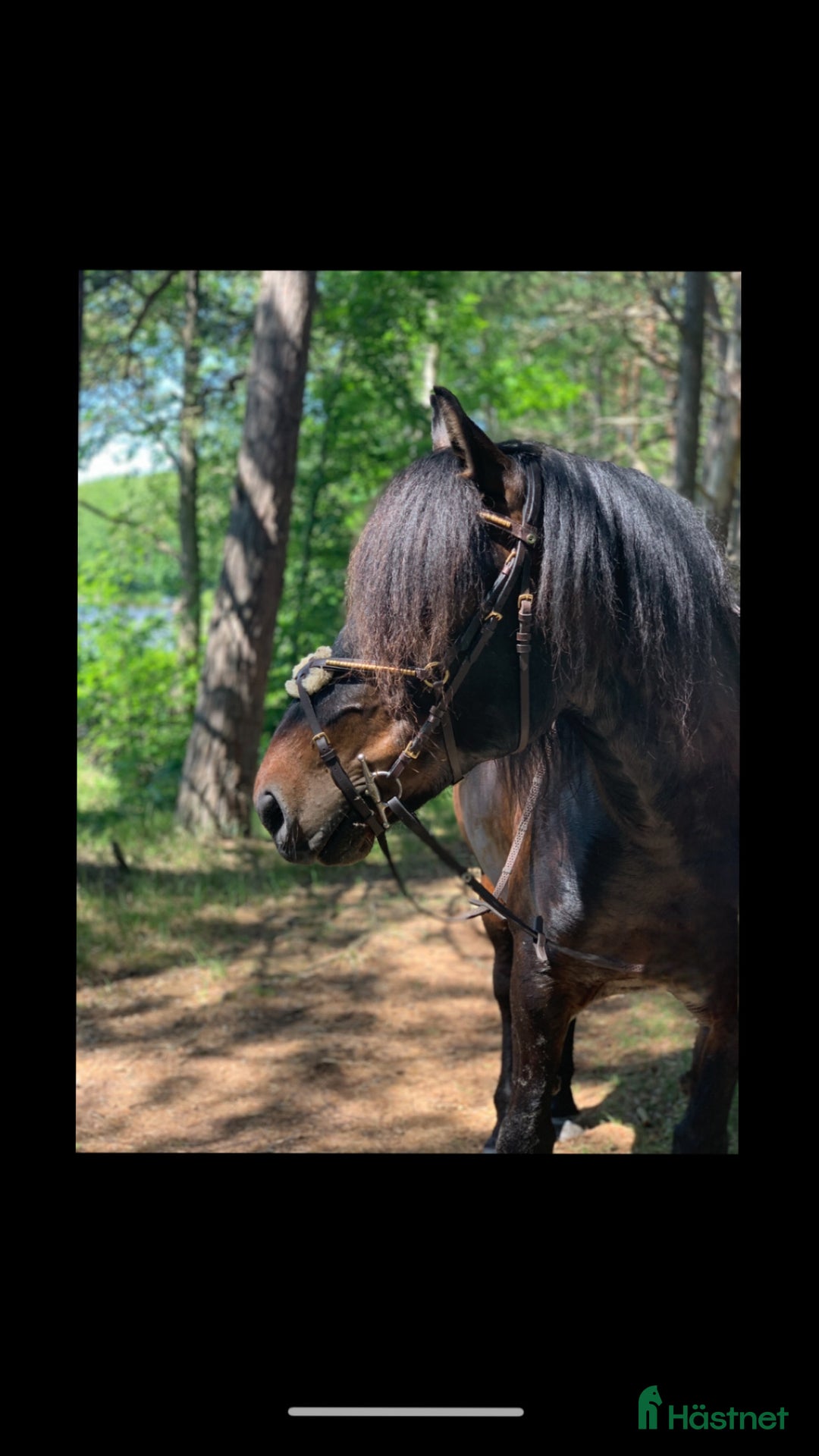 Allround hästar till salu: Kallblodstravare  i Jämjö - Annons 1