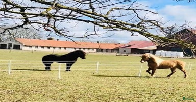  hästar i Visby - Annons 11