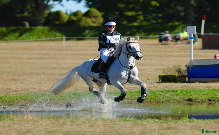  hästar i Jönköping - Annons 10