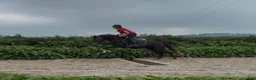 Hoppning hästar till salu: Connemara mare - Annons 9