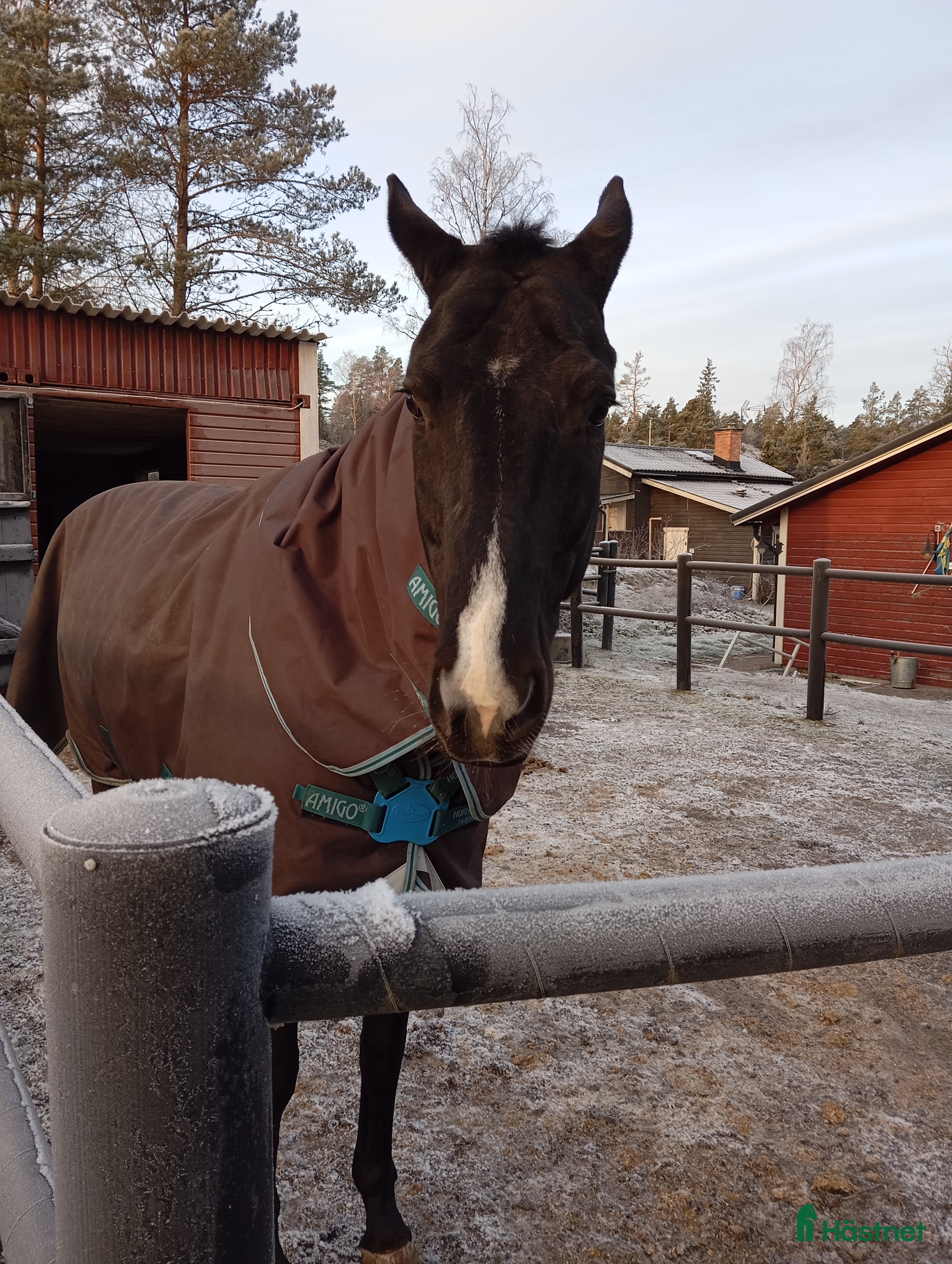  hästjobb Engagerad tjej tillgänglig för helgjobb  i Älvsjö - Annons 16