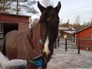 hästjobb Engagerad tjej tillgänglig för helgjobb i Älvsjö - Annons 16