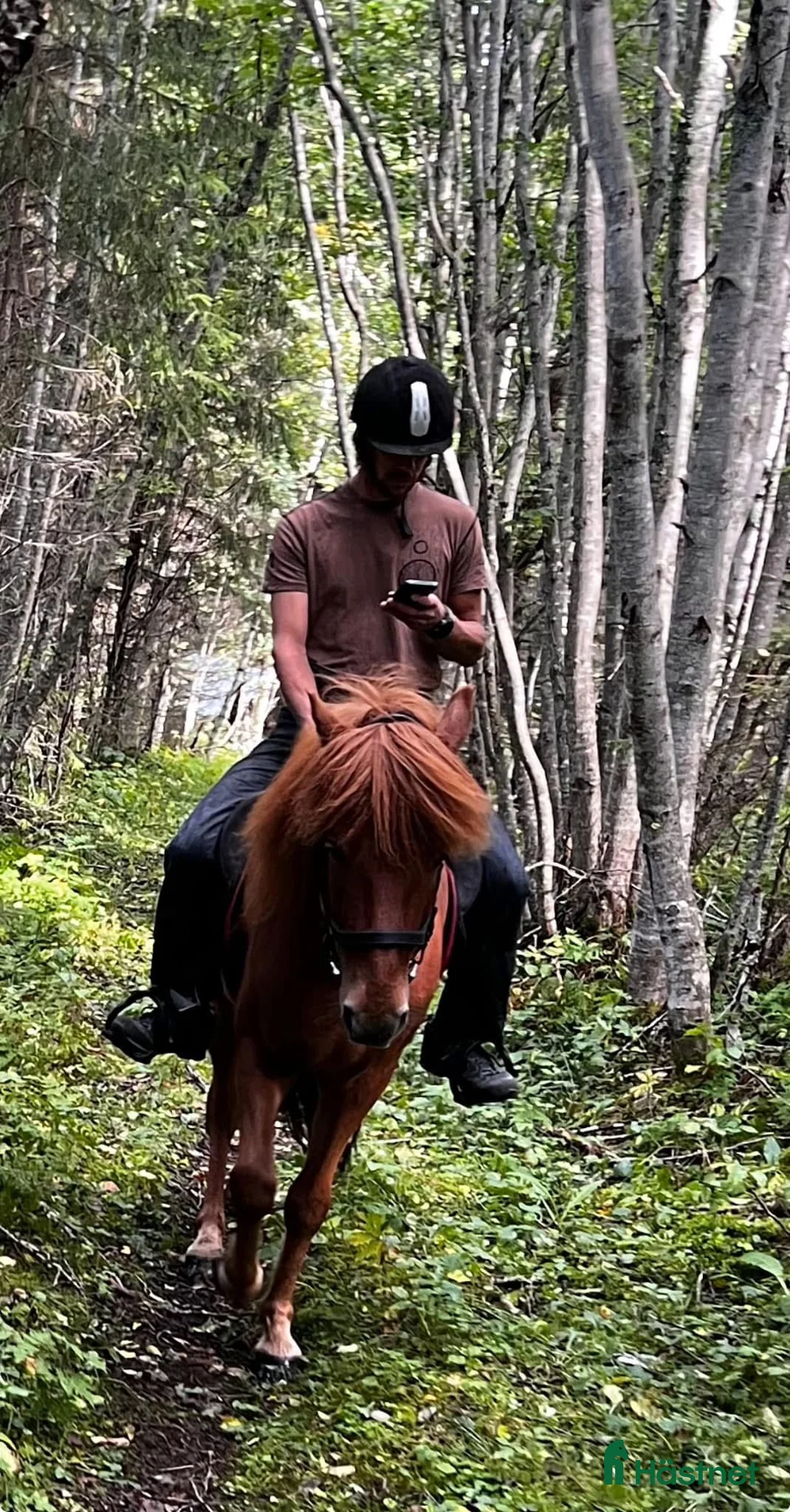 Island hästar till salu: Gjafar från Hästfjället, ståtlig och äventyrssugen - Annons 13