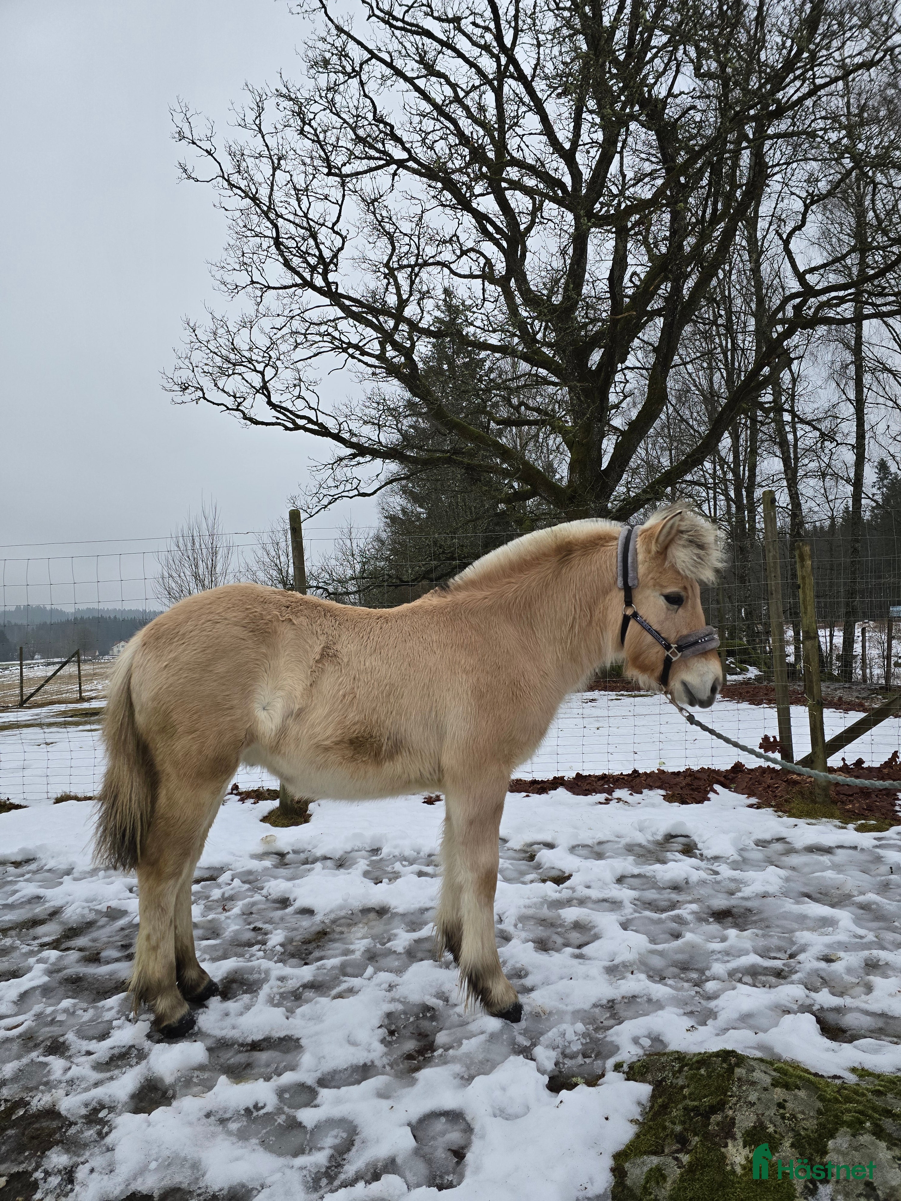  hästar Charmig fjordhäst i Borgstena - Annons 1