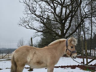 hästar Charmig fjordhäst i Borgstena - Annons 1