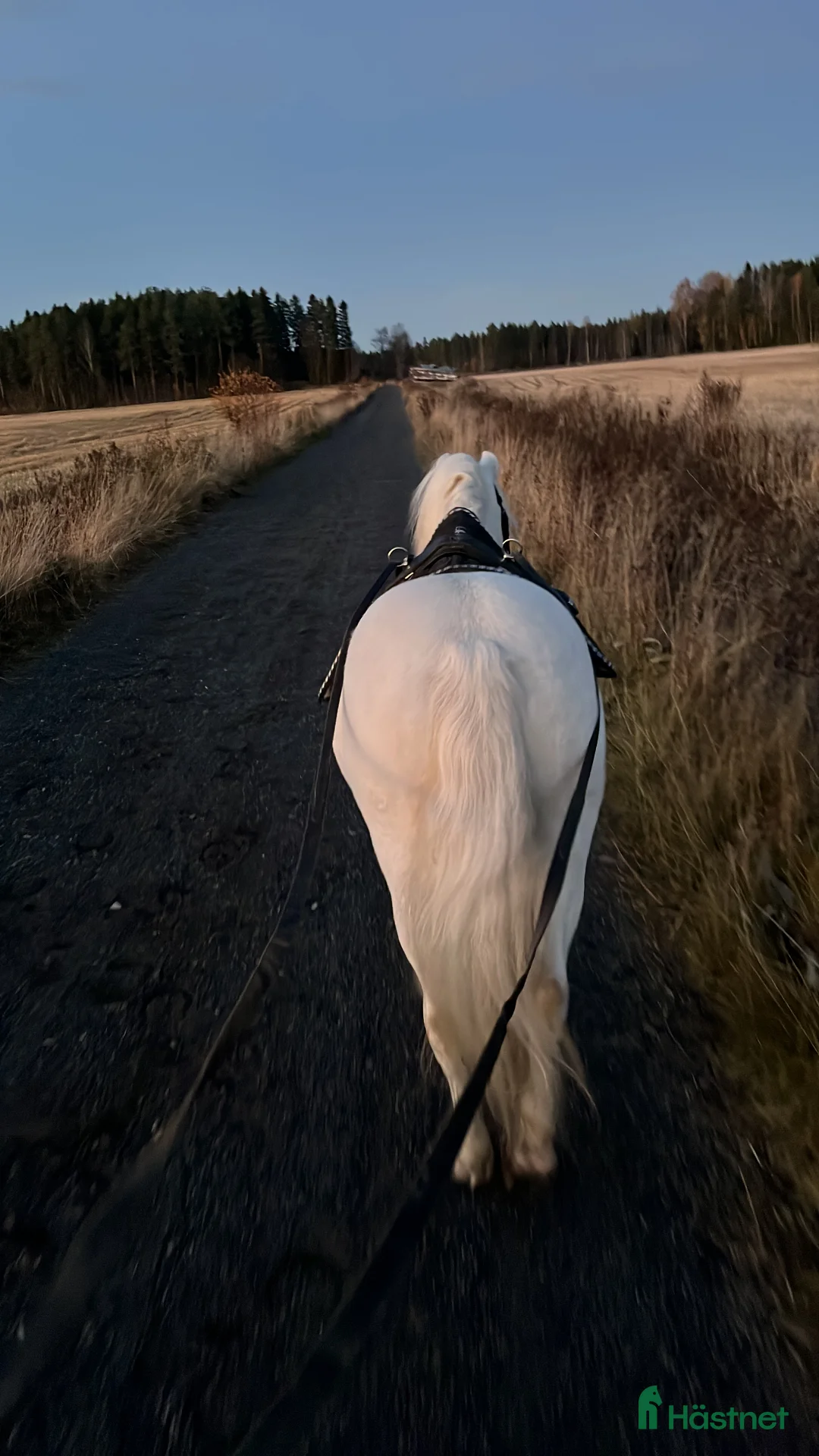 Dressyr hästar till salu: Dream Welsh Pony - Annons 13